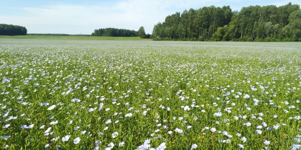 Pražydo mūsų linai