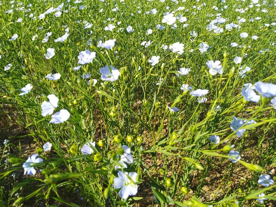 Pražydo mūsų linai